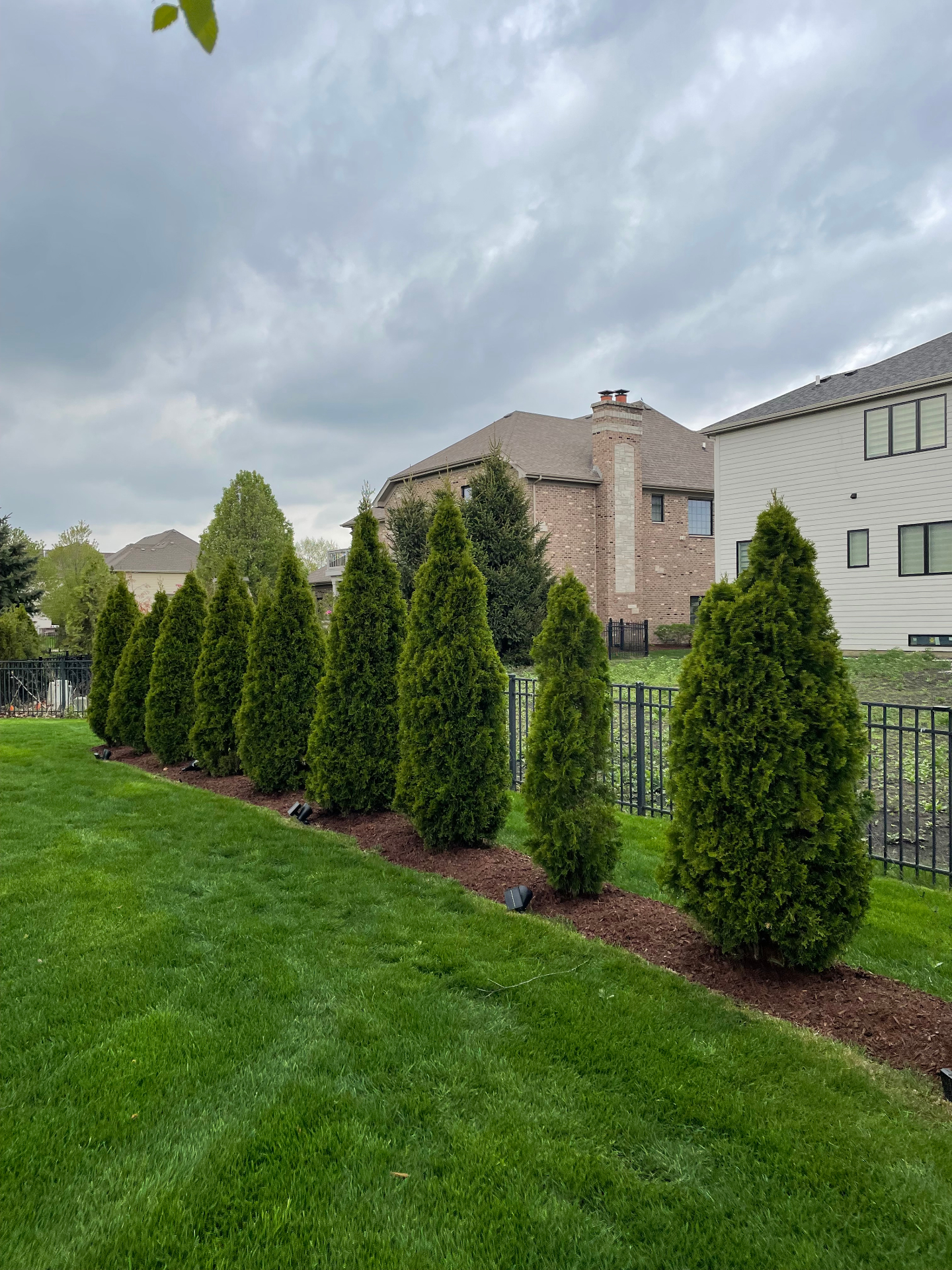Row of arborvitae privacy trees along a fence